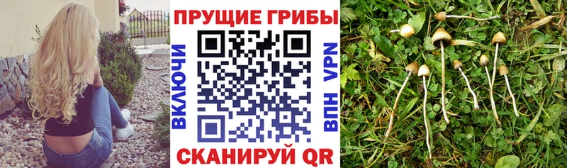 Галлюциногенные грибы GOLDEN TEACHER  Купить закладки  Кострома 